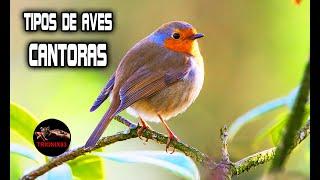 LOS PAJAROS MAS CANTORES DEL MUNDO