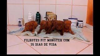 Filhotes Costa Pits de Pit Monster com 35 dias de Vida