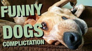 FUNNY DOGS COMPLICTATION