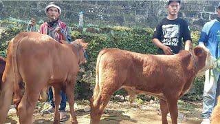 6.800‼️HARGA OLENG PEDET JANTAN CALON SUPER  Pasar Sapi Jatirogo