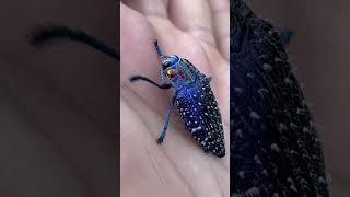 THIS IS THE MOST BEAUTIFUL INSECT ON EARTH Madagascar Blue Jewel Beetle