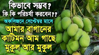 বিতর্কিত বারোমাসি কাটিমন আম চাষ পদ্ধতি ও পরিচর্যা