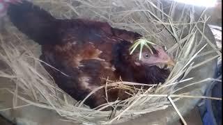 how hen lays eggs