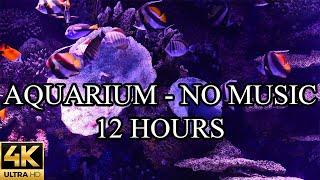 AQUARIUM 4K Coral Reef 4K Aquarium No Music No Ads - 12 Hours  Aquarium Sounds For Sleeping
