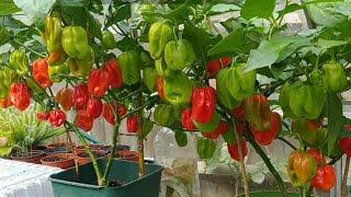 නයි මිරිස් වගාව බදුන් තුළ ඉතා සාර්ථකව සිදු කරන ආකාරය මෙන්න  easy way to farming hot chili in a pot.