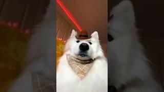 Boop the Snoot #dogshorts #funny #cutedog #pets #puppy #tiktok #dogfam #samoyedpuppy #cute #samoyed