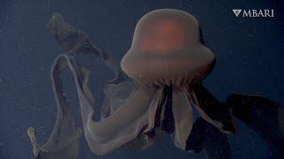 An extraordinary deep-sea sighting The giant phantom jelly