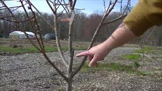 INCREASE the LIFE & HEALTH of your PEACH TREE by Pruning