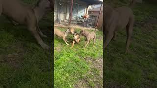 Grizzly snatches Rottweiler Ear Clean off but why?  #nbf #nbfkennel #texas #pitbull