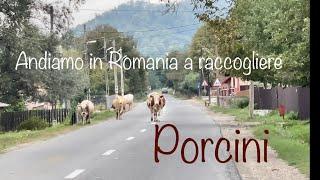 Andiamo a raccogliere i porcini in Romania