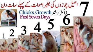 Asil Chicks First Seven Days Care and Management  Aseel Chicks Growth  Asil Chickens Farming