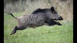 boar sounds