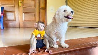 Monkey YuYu obediently waits with puppy Nun for Moms return