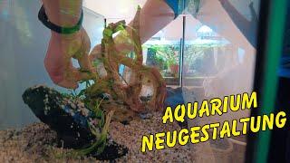 Neugestaltung des Honig-Gurami Aquariums