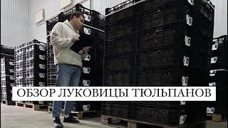 Луковица тюльпанов оптом. Выгонка тюльпанов сезон 2023-2024