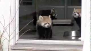 Red Panda gets scared by zookeeper