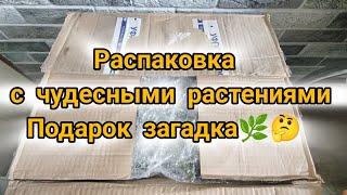 Распаковка посылки с новыми прекрасными растениями. Подарок с посланием к Вам 