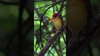 Rufous Backed Kingfisher  Bali  2022