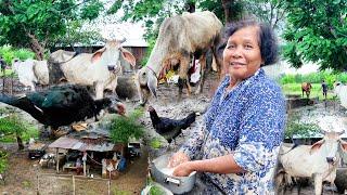 2070 - Rural after rain - មកលេងផ្ទះមីងឡន ក្រោយពេលភ្លៀងធ្លាក់