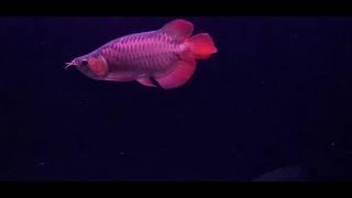 short body red arowana