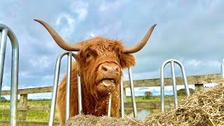 NEW PRESENT FOR THE HIGHLAND COWS 