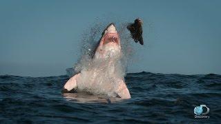 Breaching Great White Sharks  Shweekend