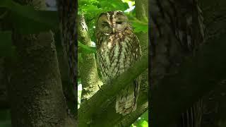 Tawny owl shows all three of its eyelids 