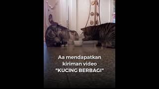 mari kita berbagi ya gaes seperti kucing ini ya