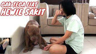 NGAK TEGA GUYS  HEWIE PITBULL SAKIT DAN KAKINYA PINCANG #hewiepitbull