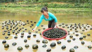 Harvesting A Lot Of Snails Goes To Countryside Market Sell - Take care ducks & pigs