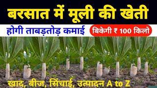 बरसात में मूली की खेती  Radish farming 2024  Muli ki kheti kaise karen Radish cultivation in hindi