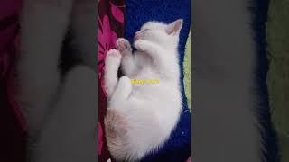 Kucing lucu lagi tidur #shorts #shortvideo #video