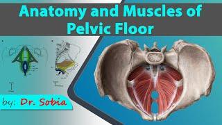 Anatomy and Muscles of Pelvic Floor  Dr.Sobia