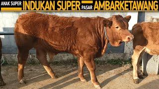 Anak Sapi Super Dan Indukan Super Pasar Sapi Ambarketawang 