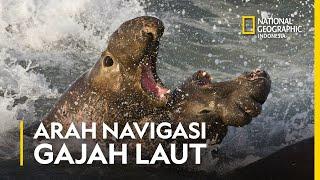 GAJAH LAUT DAN ARAH NAVIGASINYA