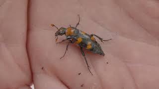 OSU Ag Research The Burying Beetle