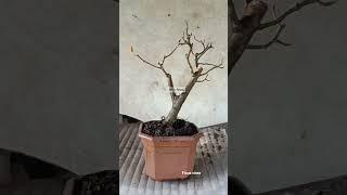 ficus viren under training age 2 year #bonsai #ficusplant