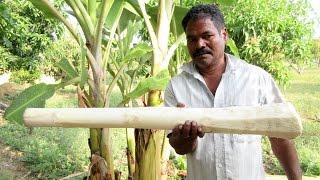 BIG BANANA STEM Cooking IN My Village   Natural Remedies for Kidney Stones  VILLAGE FOOD