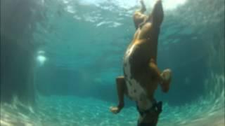 Pool diving Boxer dog he swims under water