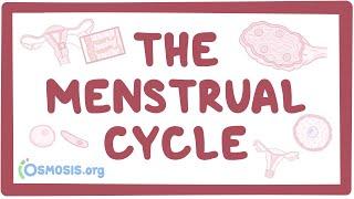 The menstrual cycle