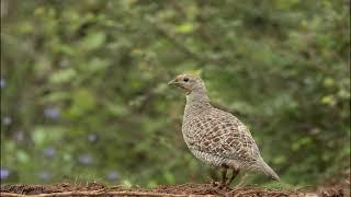 Grey Francolin Sound 1 Hour  Francolin Calling  Grey Francolin Voice  Teetar Ki Awaz