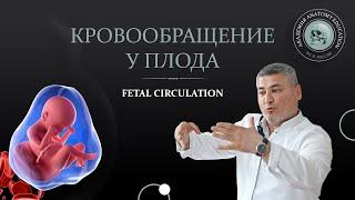 Кровообращение у плода  FETAL CIRCULATION