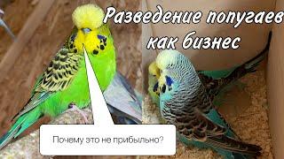Бизнес на волнистых попугаях 2. Почему не стоит разводить волнистых попугаев?