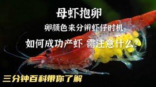 母虾抱卵该注意些什么呢？如何分辨卵的颜色预测产小虾时机？【三分钟百科】