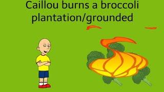 Caillou burns a broccoli plantationgrounded