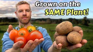 How I Grew Potatoes And Tomatoes On The Same Plant