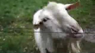 Goat Meets Electric Fence