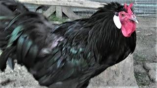Рогатые Французы - куры Люцифера Курчавые куры Horned French - chickens Lucifer Curly chickens