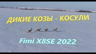 Дикие козы - косули охота с дрона #FimiX8SE2022