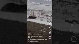 Grizzly Bear charges 5 miles north of the Montana boarder. A Friend of a friend’s video.